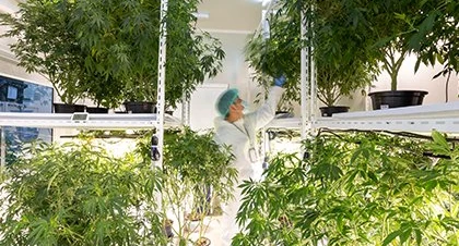 medical hemp and cannabis products for wellness hospitality